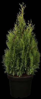 Thuja occidentalis 'Smaragd' (Westerse levensboom 'Smaragd') - afbeelding 2