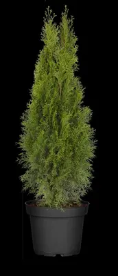 Thuja occidentalis 'Smaragd' (Westerse levensboom 'Smaragd') - afbeelding 57