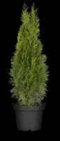 Thuja occidentalis 'Smaragd' (Westerse levensboom 'Smaragd') - afbeelding 57