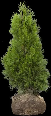 Thuja occidentalis 'Smaragd' (Westerse levensboom 'Smaragd') - afbeelding 45