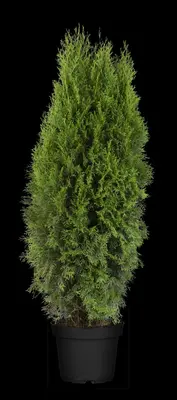 Thuja occidentalis 'Smaragd' (Westerse levensboom 'Smaragd') - afbeelding 63