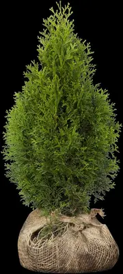 Thuja occidentalis 'Smaragd' (Westerse levensboom 'Smaragd') - afbeelding 42