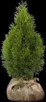 Thuja occidentalis 'Smaragd' (Westerse levensboom 'Smaragd') - afbeelding 42