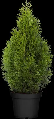 Thuja occidentalis 'Smaragd' (Westerse levensboom 'Smaragd') - afbeelding 33