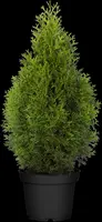 Thuja occidentalis 'Smaragd' (Westerse levensboom 'Smaragd') - afbeelding 33