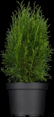 Thuja occidentalis 'Smaragd' (Westerse levensboom 'Smaragd') - afbeelding 11