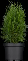 Thuja occidentalis 'Smaragd' (Westerse levensboom 'Smaragd') - afbeelding 11