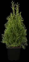 Thuja occidentalis 'Smaragd' (Westerse levensboom 'Smaragd') - afbeelding 1