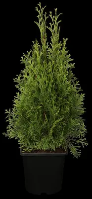 Thuja occidentalis 'Smaragd' (Westerse levensboom 'Smaragd') - afbeelding 1