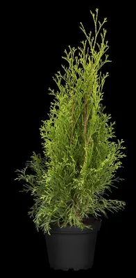 Thuja occidentalis 'Smaragd' (Westerse levensboom 'Smaragd') - afbeelding 62