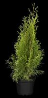 Thuja occidentalis 'Smaragd' (Westerse levensboom 'Smaragd') - afbeelding 62
