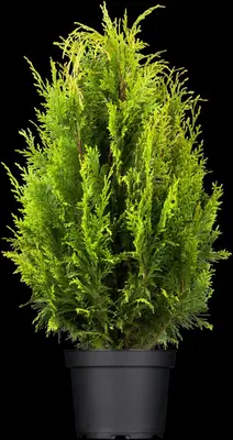 Thuja occidentalis 'Smaragd' (Westerse levensboom 'Smaragd') - afbeelding 13