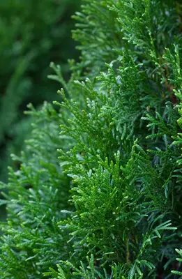 Thuja occidentalis 'Smaragd' (Westerse levensboom 'Smaragd') - afbeelding 15