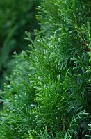 Thuja occidentalis 'Smaragd' (Westerse levensboom 'Smaragd') - afbeelding 15