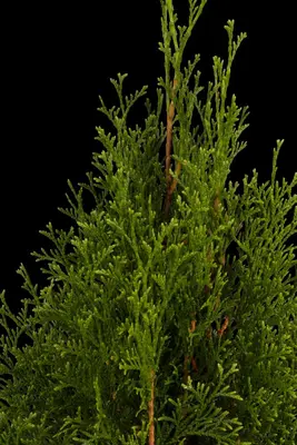 Thuja occidentalis 'Smaragd' (Westerse levensboom 'Smaragd') - afbeelding 9