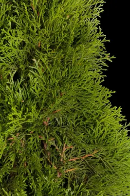 Thuja occidentalis 'Smaragd' (Westerse levensboom 'Smaragd') - afbeelding 10