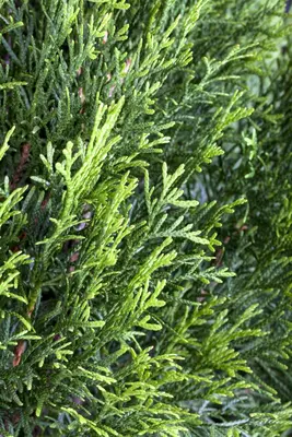Thuja occidentalis 'Smaragd' (Westerse levensboom 'Smaragd') - afbeelding 18