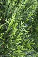 Thuja occidentalis 'Smaragd' (Westerse levensboom 'Smaragd') - afbeelding 18
