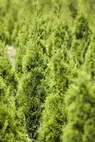 Thuja occidentalis 'Smaragd' (Westerse levensboom 'Smaragd') - afbeelding 19