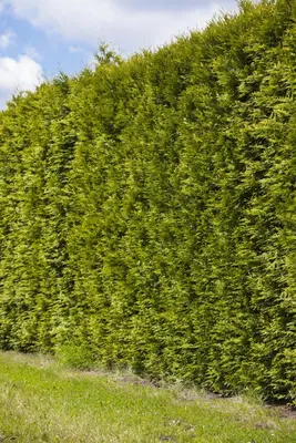 Thuja occidentalis 'Smaragd' (Westerse levensboom 'Smaragd') - afbeelding 20