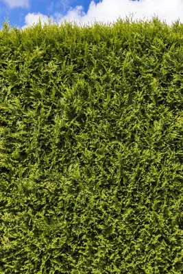 Thuja occidentalis 'Smaragd' (Westerse levensboom 'Smaragd') - afbeelding 22