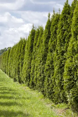 Thuja occidentalis 'Smaragd' (Westerse levensboom 'Smaragd') - afbeelding 24