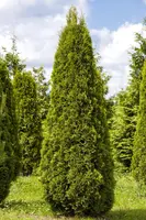 Thuja occidentalis 'Smaragd' (Westerse levensboom 'Smaragd') - afbeelding 26