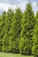 Thuja occidentalis 'Smaragd' (Westerse levensboom 'Smaragd') - afbeelding 28