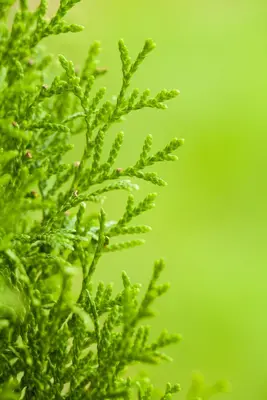 Thuja occidentalis 'Smaragd' (Westerse levensboom 'Smaragd') - afbeelding 31