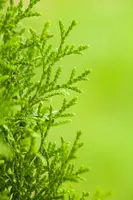 Thuja occidentalis 'Smaragd' (Westerse levensboom 'Smaragd') - afbeelding 31