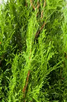 Thuja occidentalis 'Smaragd' (Westerse levensboom 'Smaragd') - afbeelding 32