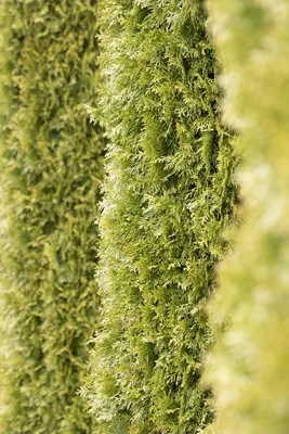 Thuja occidentalis 'Smaragd' (Westerse levensboom 'Smaragd') - afbeelding 48