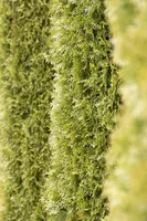 Thuja occidentalis 'Smaragd' (Westerse levensboom 'Smaragd') - afbeelding 48