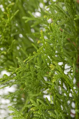 Thuja occidentalis 'Smaragd' (Westerse levensboom 'Smaragd') - afbeelding 51