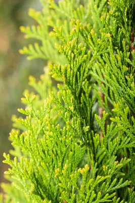 Thuja occidentalis 'Smaragd' (Westerse levensboom 'Smaragd') - afbeelding 54
