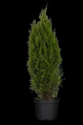 Thuja occidentalis 'Smaragd' (Westerse levensboom 'Smaragd') - afbeelding 58