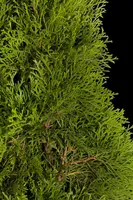Thuja occidentalis 'Smaragd' (Westerse levensboom 'Smaragd') - afbeelding 10