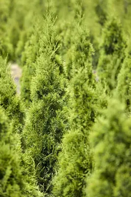 Thuja occidentalis 'Smaragd' (Westerse levensboom 'Smaragd') - afbeelding 19