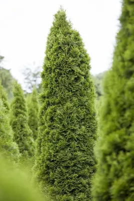 Thuja occidentalis 'Smaragd' (Westerse levensboom 'Smaragd') - afbeelding 30