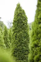 Thuja occidentalis 'Smaragd' (Westerse levensboom 'Smaragd') - afbeelding 30