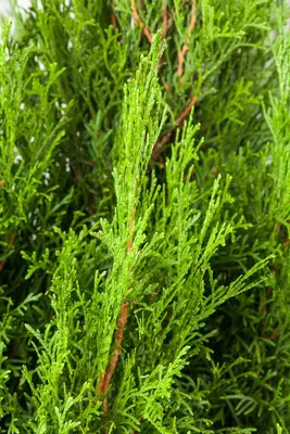 Thuja occidentalis 'Smaragd' (Westerse levensboom 'Smaragd') - afbeelding 32