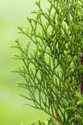 Thuja occidentalis 'Smaragd' (Westerse levensboom 'Smaragd') - afbeelding 53