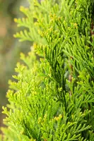 Thuja occidentalis 'Smaragd' (Westerse levensboom 'Smaragd') - afbeelding 54