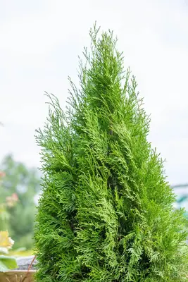 Thuja occidentalis 'Smaragd' (Westerse levensboom 'Smaragd') - afbeelding 59