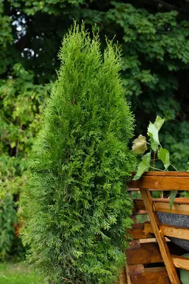 Thuja occidentalis 'Smaragd' (Westerse levensboom 'Smaragd') - afbeelding 61