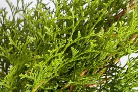 Thuja occidentalis 'Smaragd' (Westerse levensboom 'Smaragd') - afbeelding 16