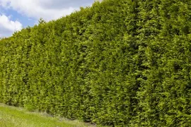 Thuja occidentalis 'Smaragd' (Westerse levensboom 'Smaragd') - afbeelding 21