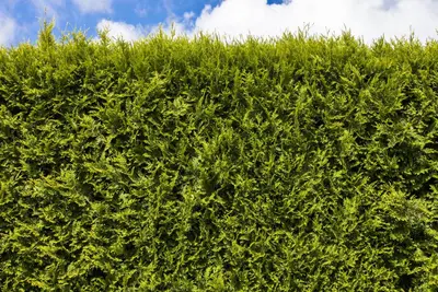 Thuja occidentalis 'Smaragd' (Westerse levensboom 'Smaragd') - afbeelding 23