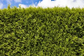 Thuja occidentalis 'Smaragd' (Westerse levensboom 'Smaragd') - afbeelding 23