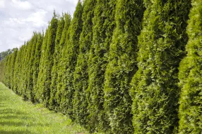 Thuja occidentalis 'Smaragd' (Westerse levensboom 'Smaragd') - afbeelding 25